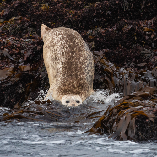 Seal entering sea