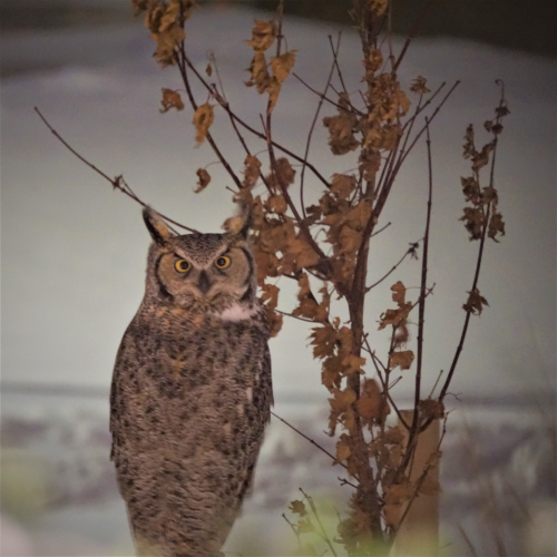 Knock knock! "Hoot" is there?