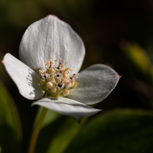 Bunchberry closeup