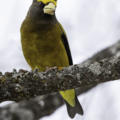 Evening Grosbeak