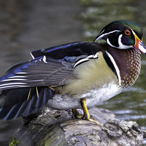Male Wood Duck in Regal Colours!