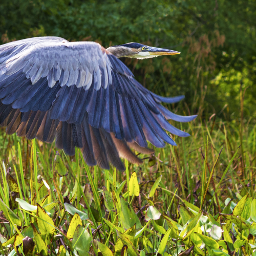 Blue Heron in Flight