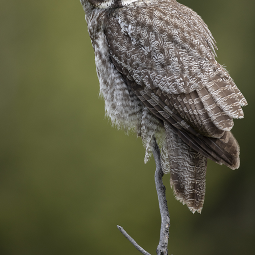 Greay Gray Hunter