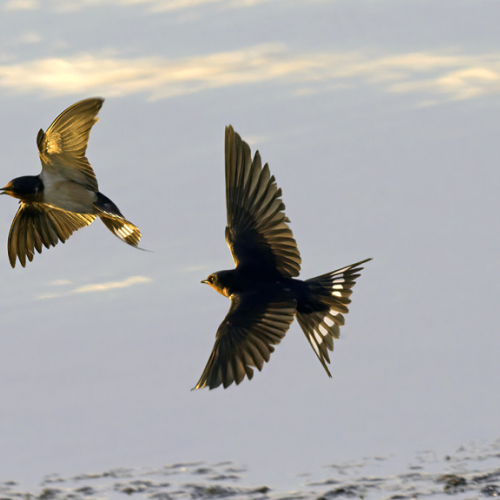 Evening Flight