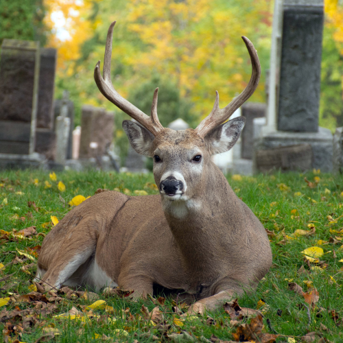 White Tailed Deer at Woodland Cemetery