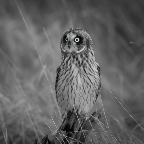 Short-Eared Owl