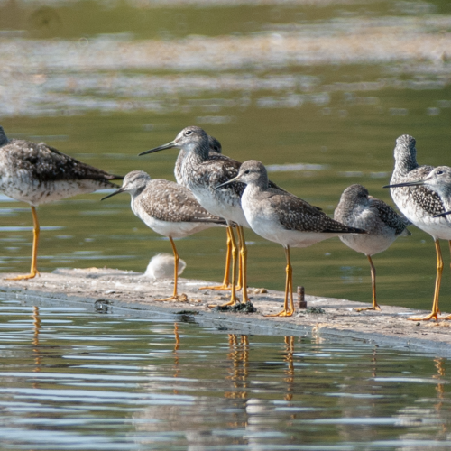 A Raft of Greater Yellowlegs