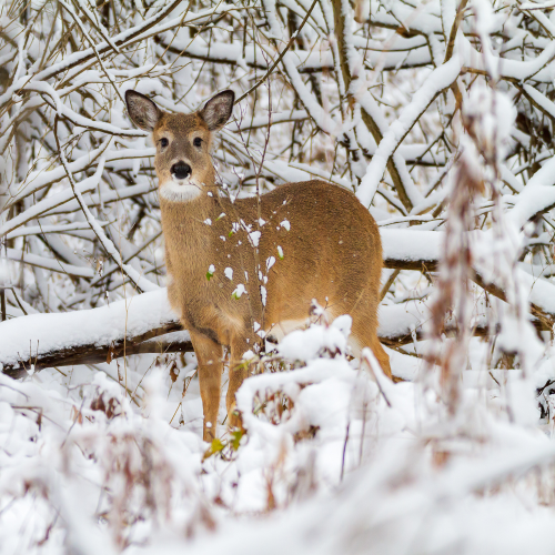Oh Deer!