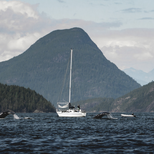 The whale sail
