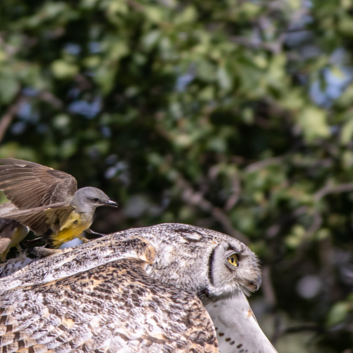 Attack in flight
