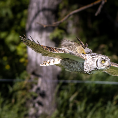 Attack in flight