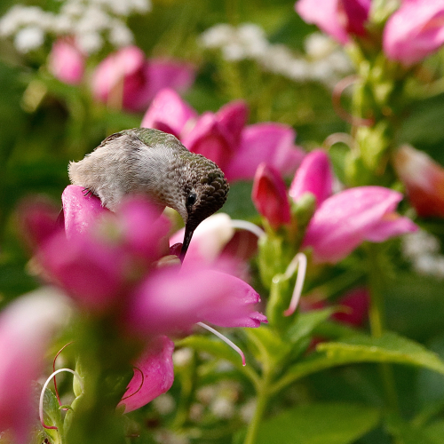 Ruby-throated Hummingbird