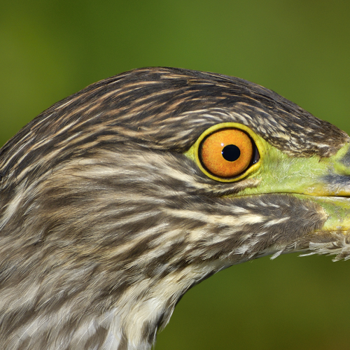 I watch you