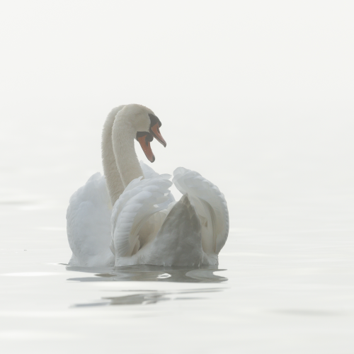 Togetherness 