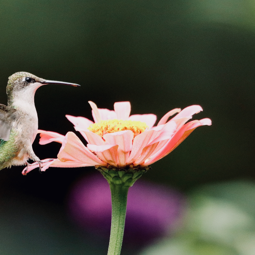 Ruby-throated Hummingbird