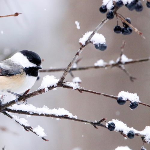 Black-capped Chickadee