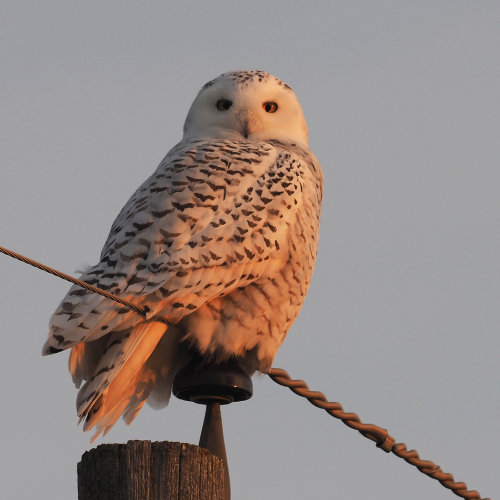 Snowy Owl in the Capital City