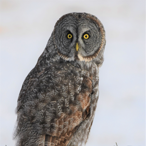 Grey owl watching carefully