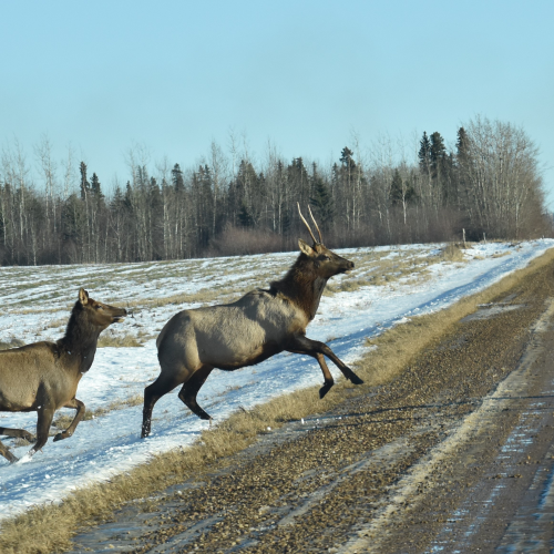 On the move