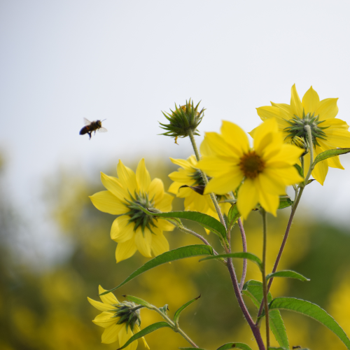 Keeping Buzzy 