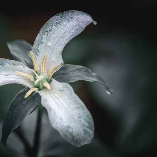 Western Trillium