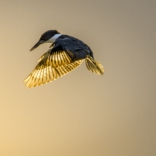 golden flight