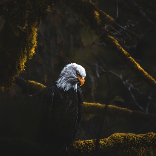 Jungle Raptor