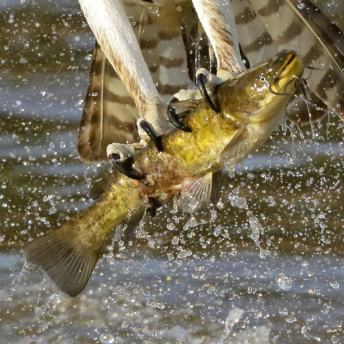 Deadly Talons