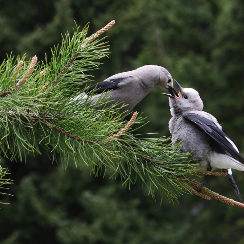 Clark's Nutcrackers - Lunchtime