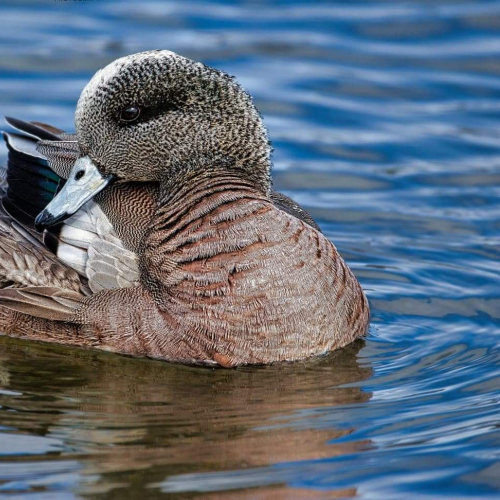 American Wigeon
