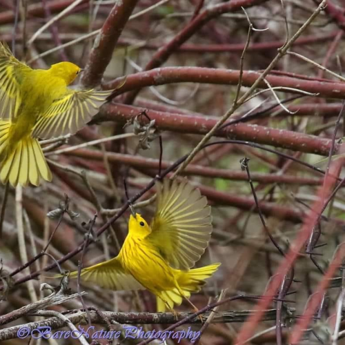 Yellow Warbler