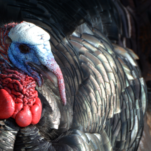Wild Turkey