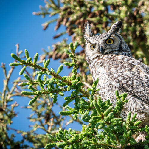Great Horned Owl Resting in Fir Tree