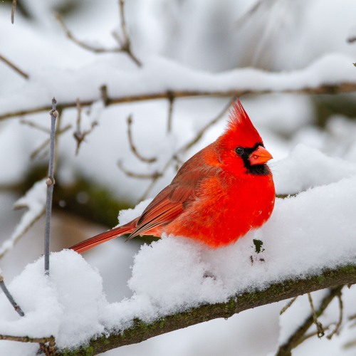 A spot of Red