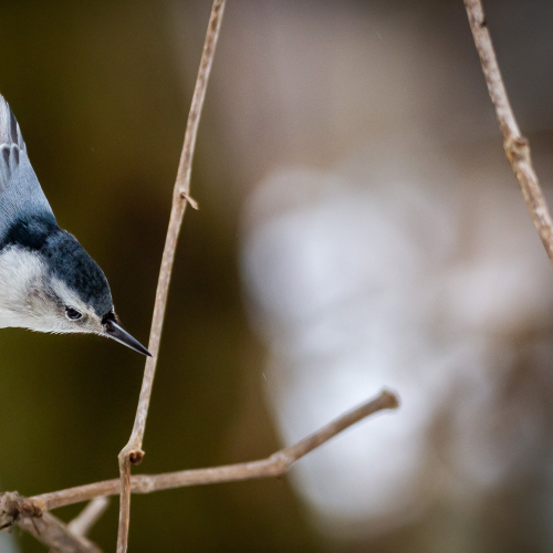 Curious Nuthatch