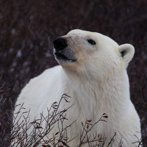 Curious Polar Bear
