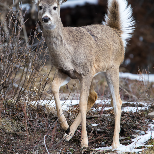 White Tail Deer