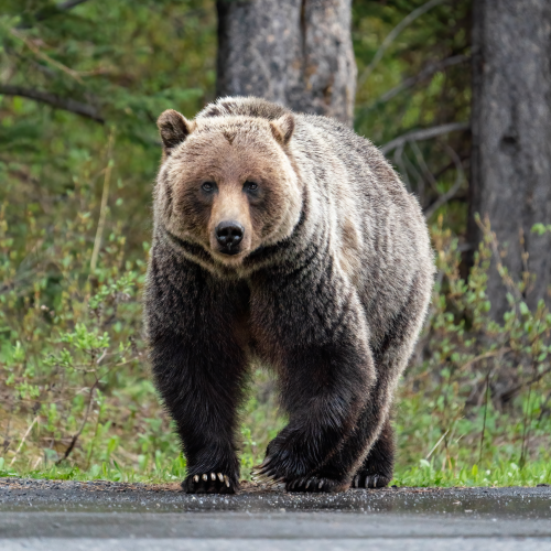 Blonde Grizzly Sow