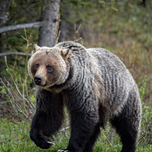 Blonde Grizzly Sow