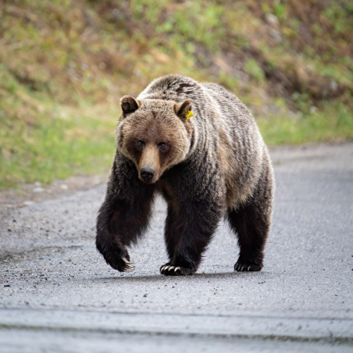 Blonde Grizzly Sow
