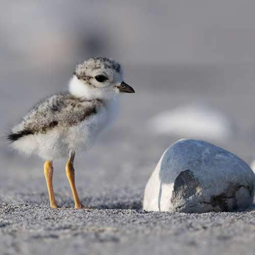 Piping Plover Chick