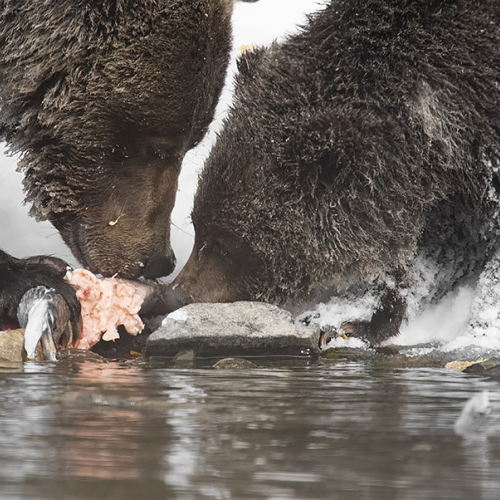 Grizzly Bear and Cub