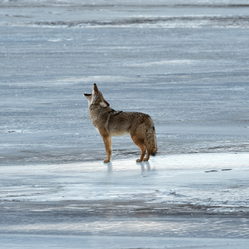 Coyote (Canis Latrans) coyote howling on the frozen river
