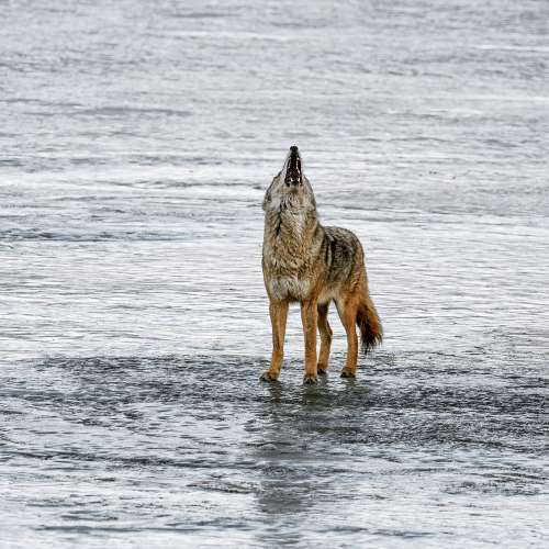 Coyote (Canis Latrans) howling on the frozen snowy and icy river
