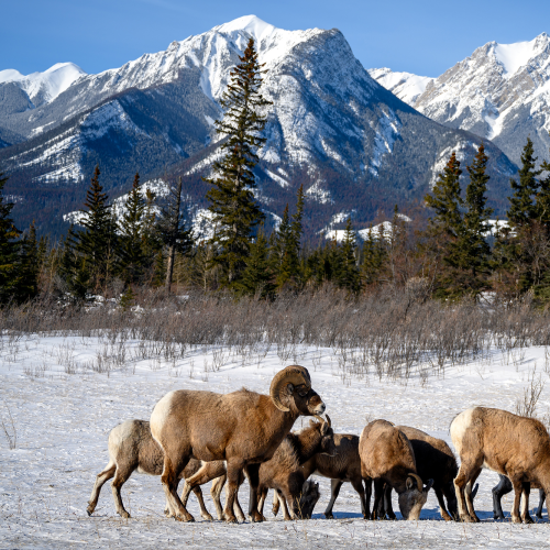 Bighorn sheep (Ovis canadensis), Jasper National Park, Alberta, Canada