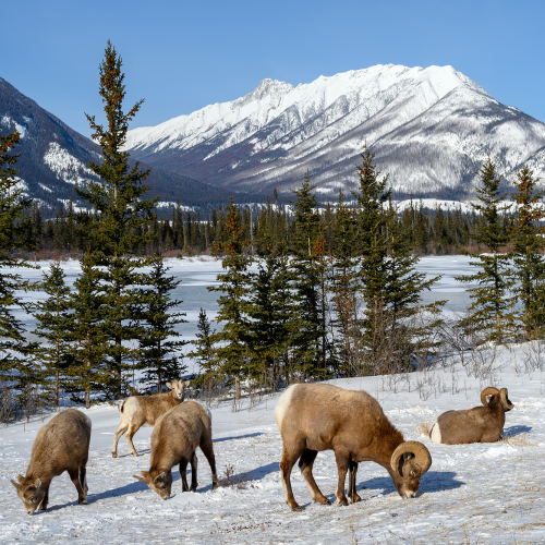 Bighorn sheep (Ovis canadensis), Jasper National Park, Alberta, Canada