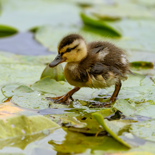 A cute little Mallard duckling (Anas platyrhynchos) is walking or running on the lotus leaves on the pond