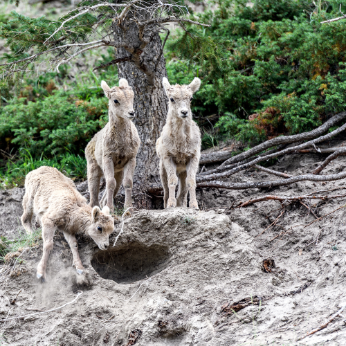 Juvenile Bighorn sheep (Ovis canadensis), Jasper National Park, Alberta, Canada