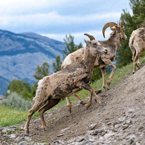 Bighorn sheep (Ovis canadensis), running uphill