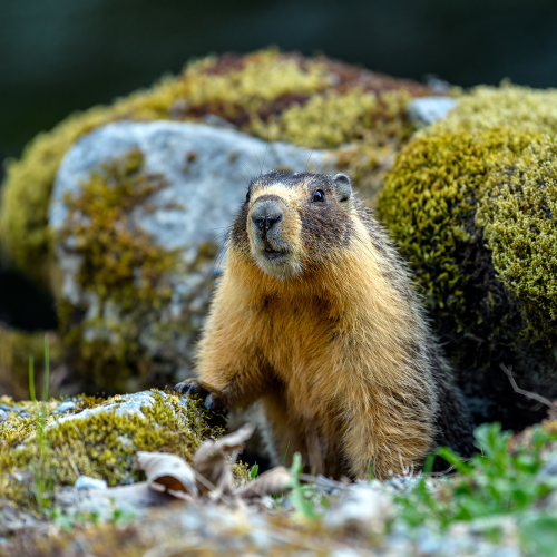 Yellow-bellied marmot (Marmota flaviventris), also known as Rock Chuck, looking out of the entrance of its burrow